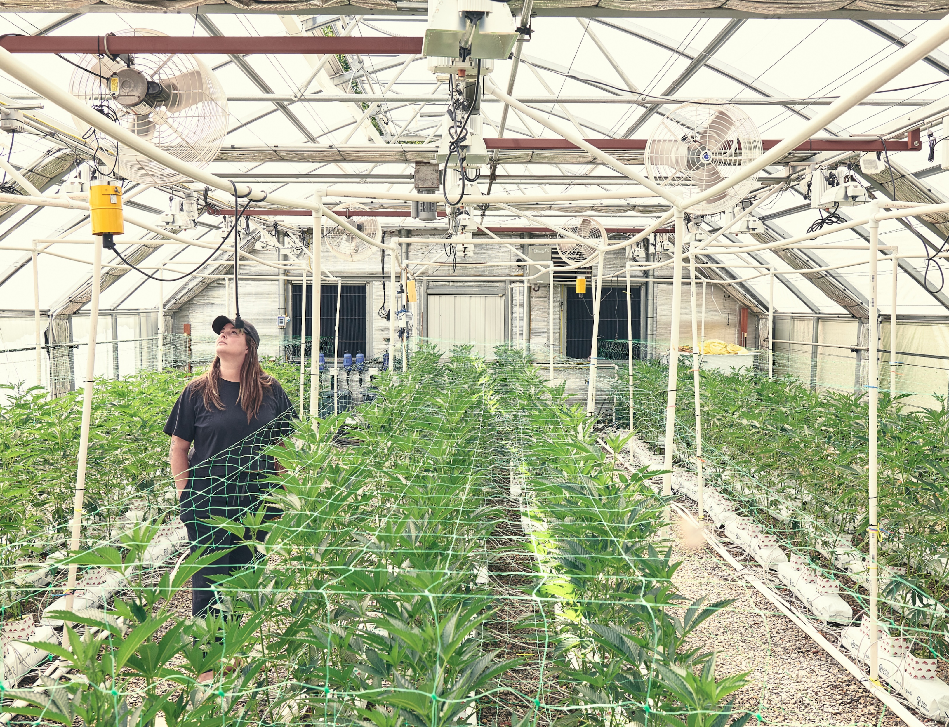 Summer Readiness for Cannabis CEA: Preventing Heat Stress and VPD Excursions