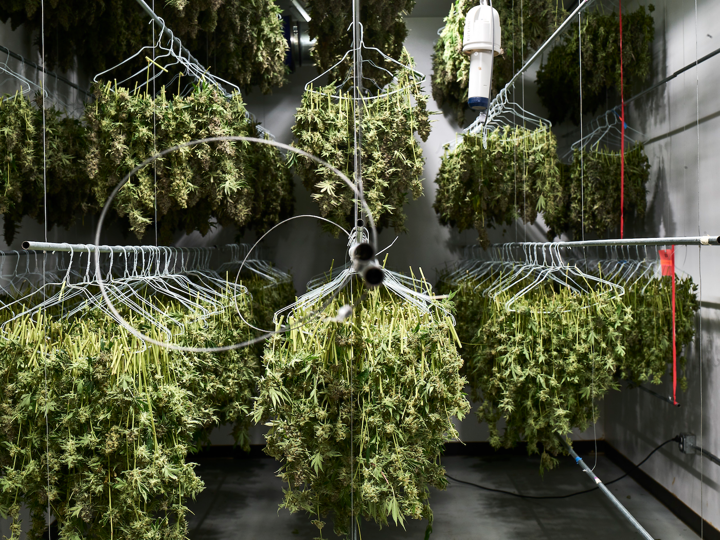Innovation hits different when it's built on the best data in cannabis