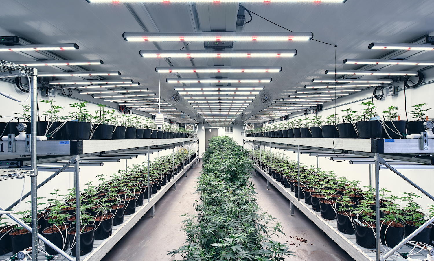 Cannabis rescheduling: Tax cut is the bait, the FDA is the hook