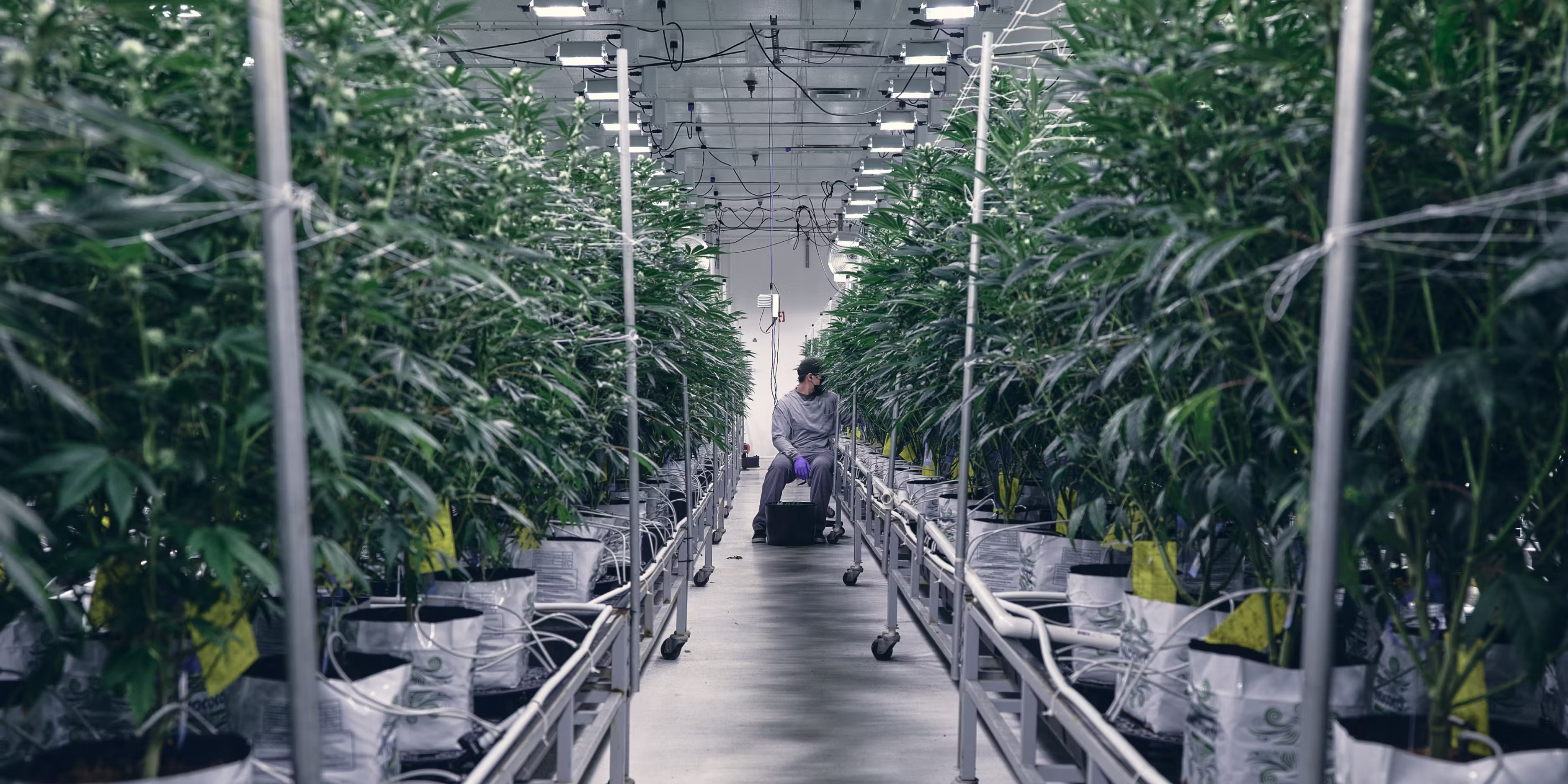 The clock is running on cannabis's biggest compliance shift in 20 years