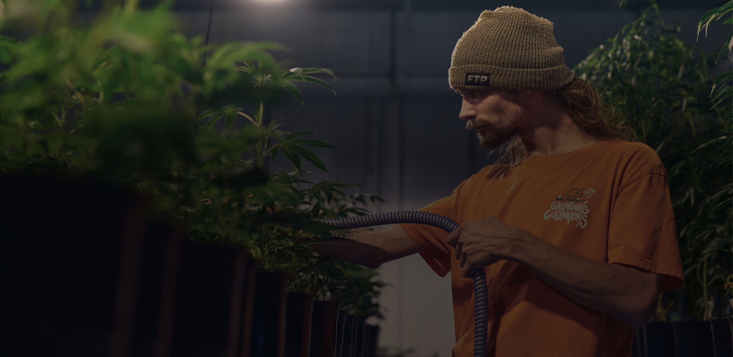 Cultivator working among mature cannabis plants in an indoor grow room