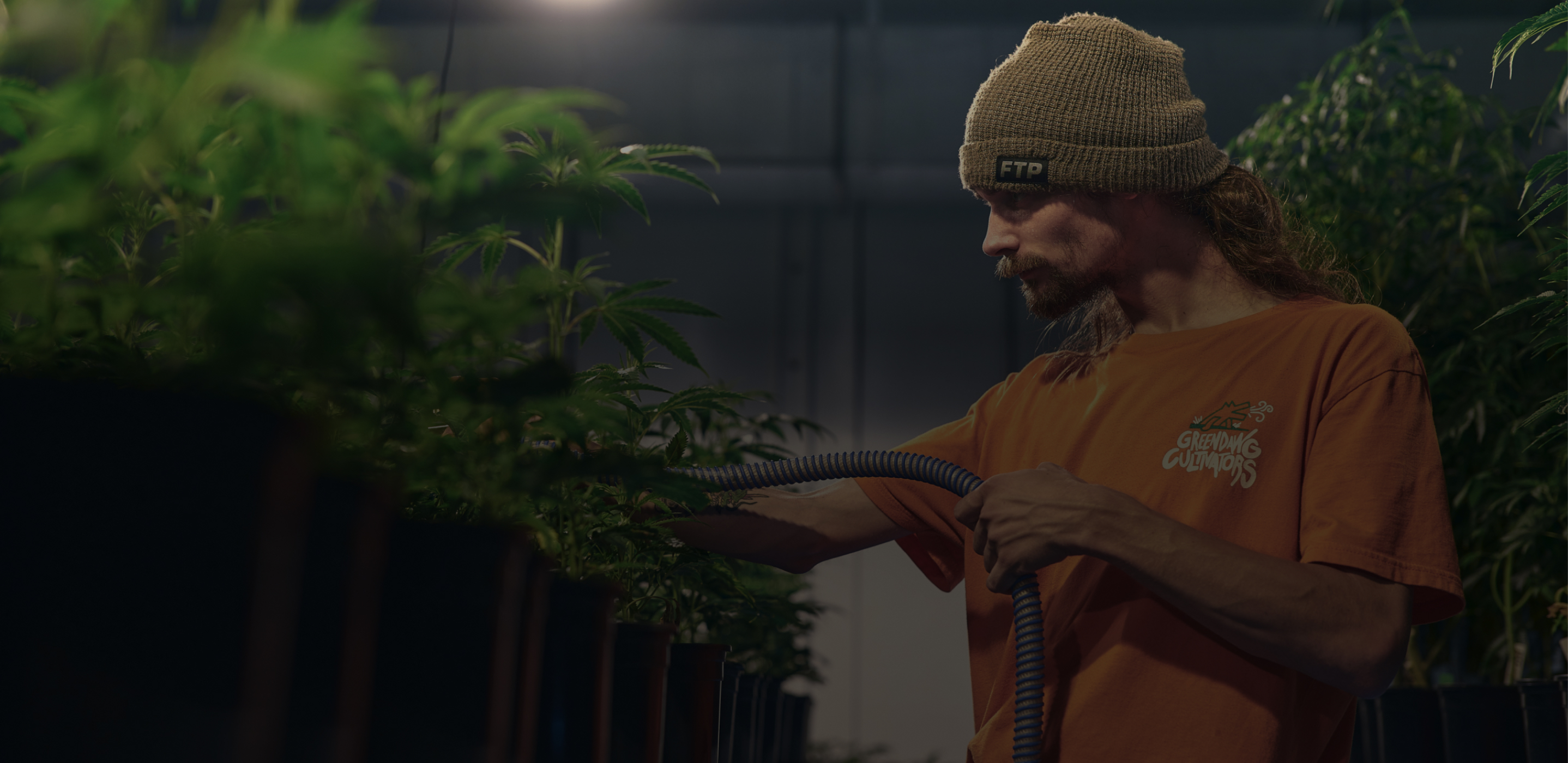 Cultivator working among mature cannabis plants in an indoor grow room
