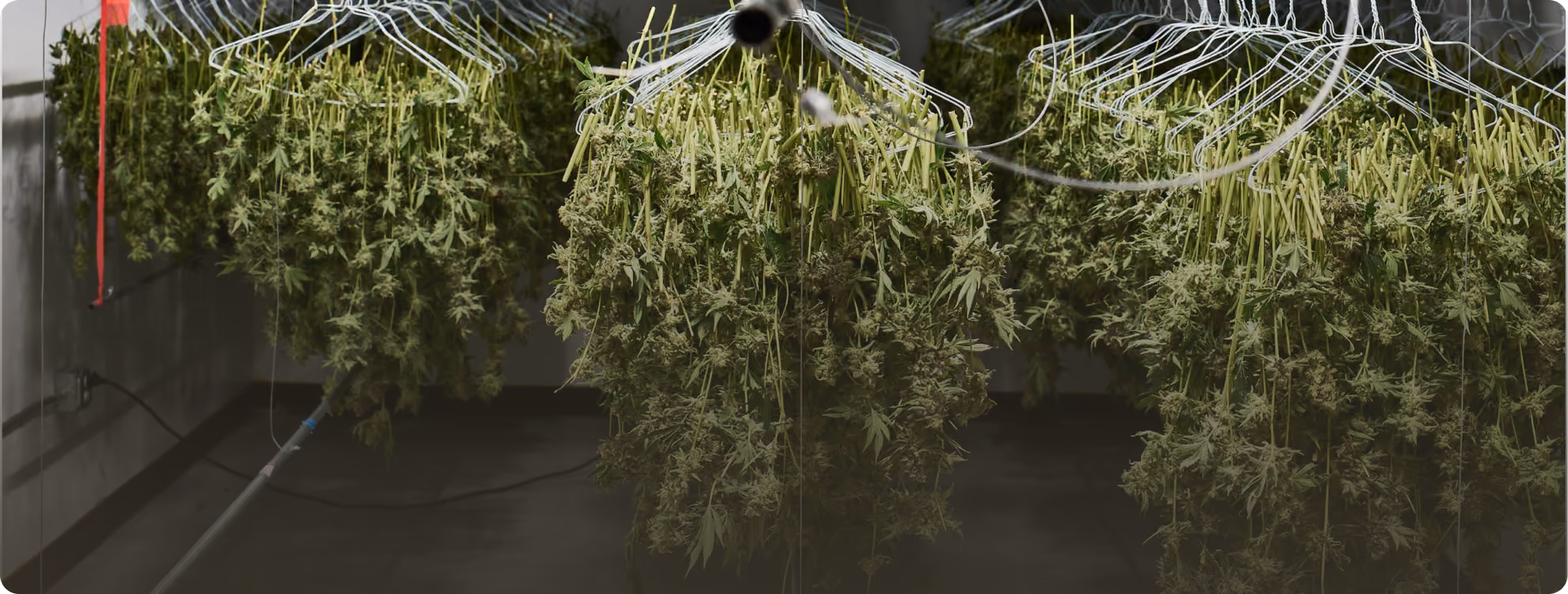 AROYA CLIMATE STATION sensor suspended above a flowering cannabis canopy in a commercial grow room