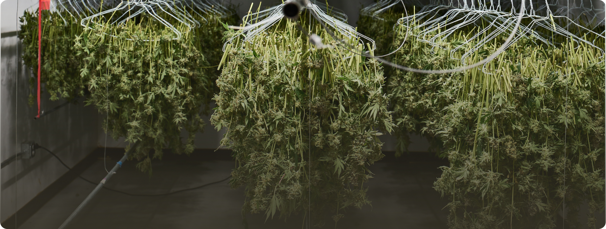 AROYA CLIMATE STATION sensor suspended above a flowering cannabis canopy in a commercial grow room