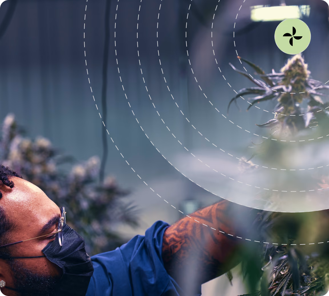 Cultivator inspecting cannabis flower in a commercial facility