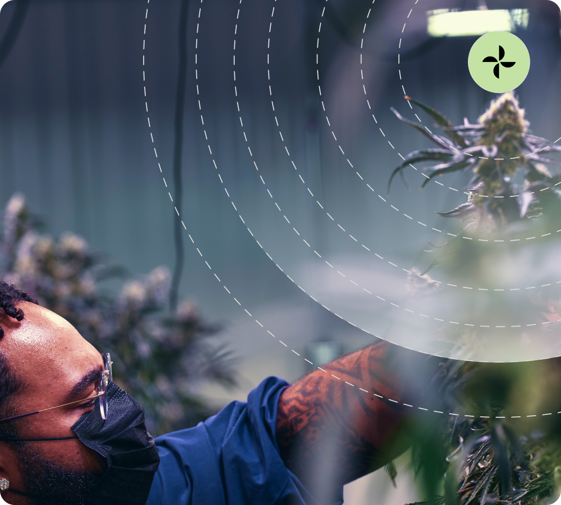 Cultivator inspecting cannabis flower in a commercial facility