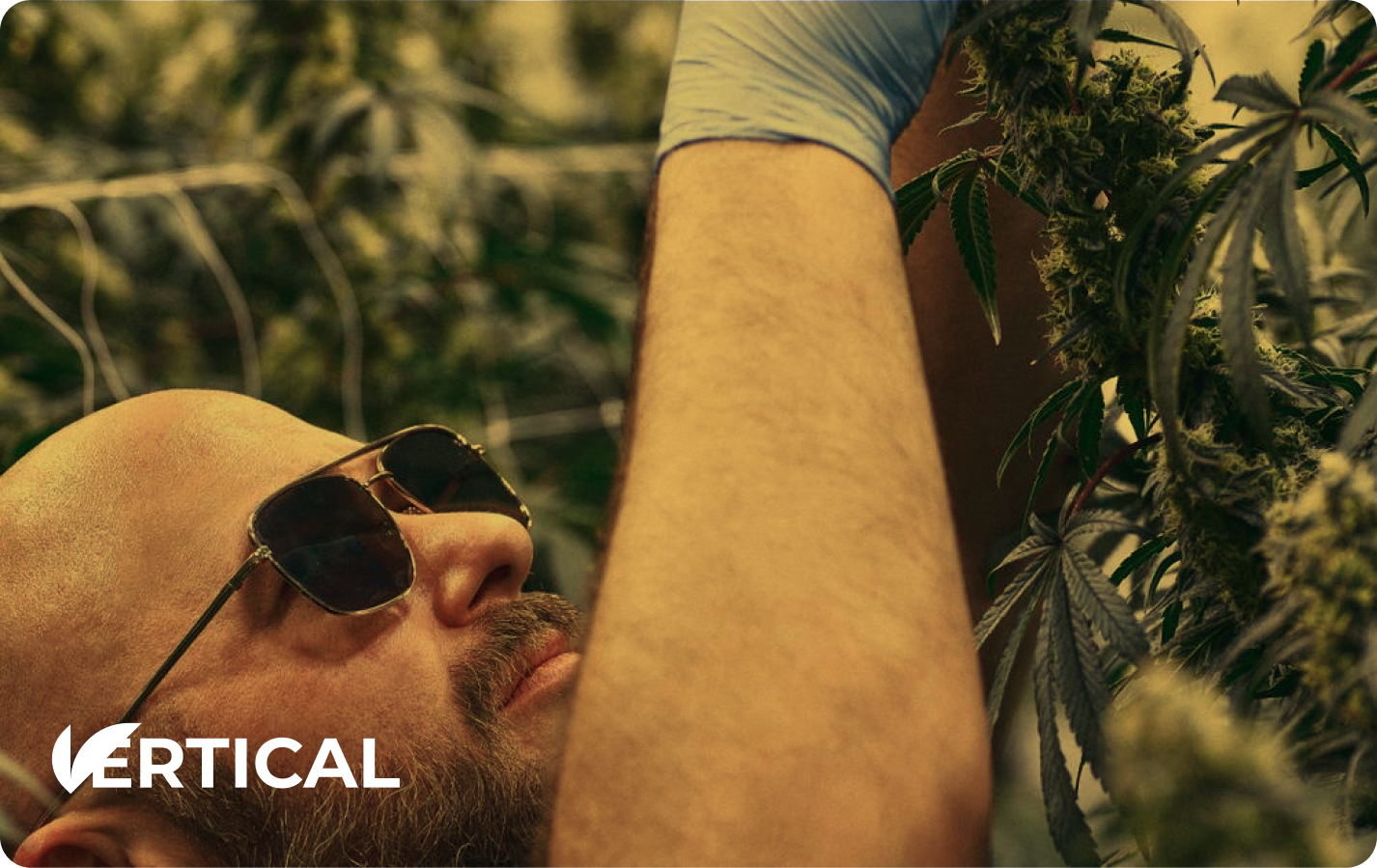 Cultivator inspecting cannabis canopy at a Vertical facility