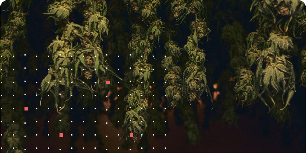 Cannabis canopy with sensor data point matrix overlay