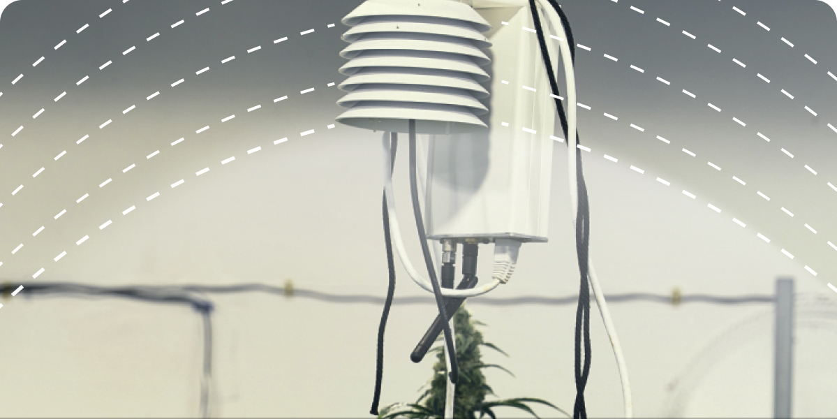 AROYA climate station in a grow room with cultivation metric icons