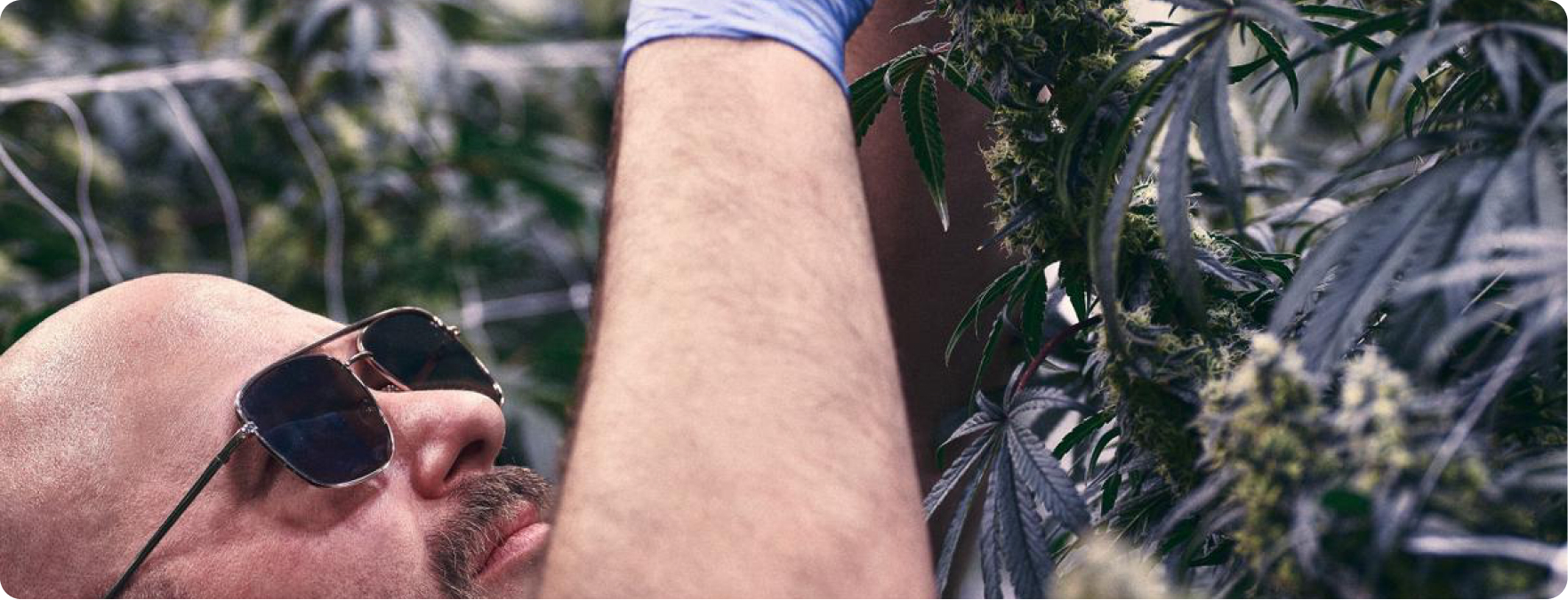 Cultivator inspecting flowering cannabis plants in a commercial grow