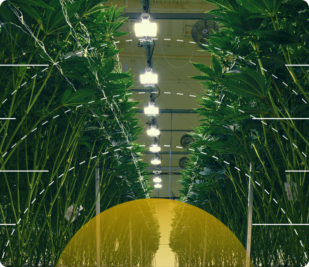 Rows of cannabis plants under grow lights with data overlay markers