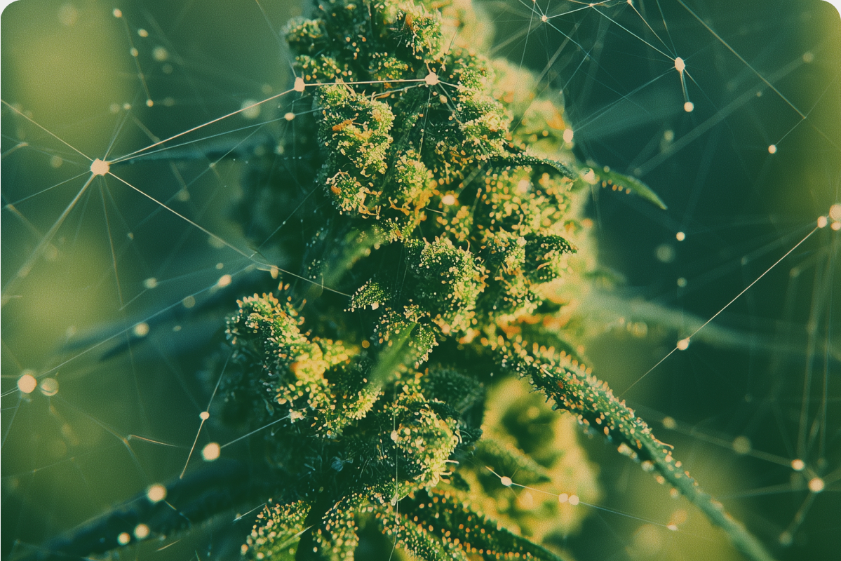 Cannabis flower in close up overlaid with a connected sensor network of nodes and links
