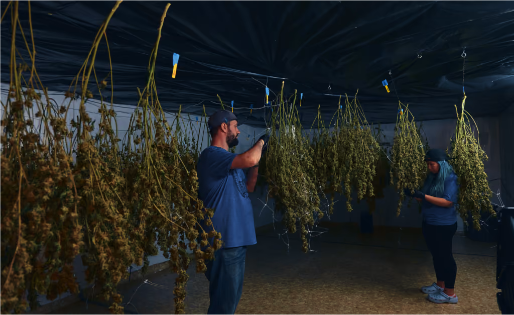 Two workers inspecting cannabis plants hanging in a commercial drying room