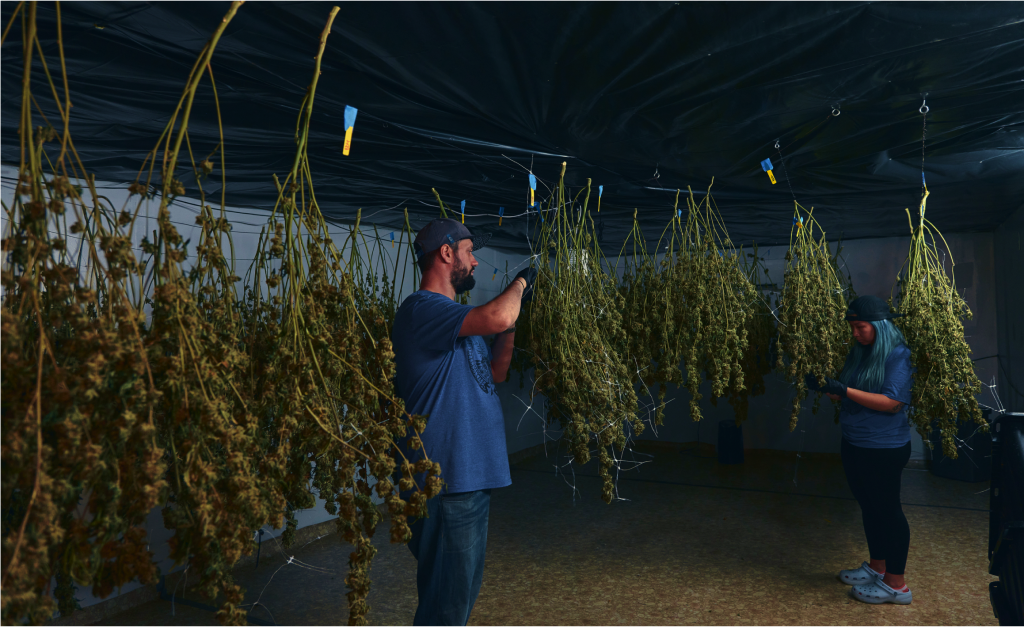 Two workers inspecting cannabis plants hanging in a commercial drying room