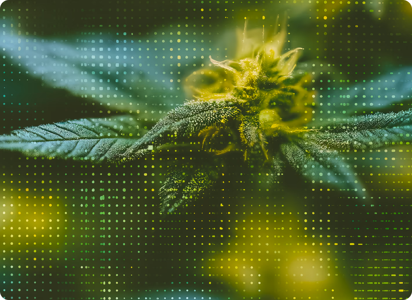 Cannabis plant rendered through a fine data matrix of green and yellow points
