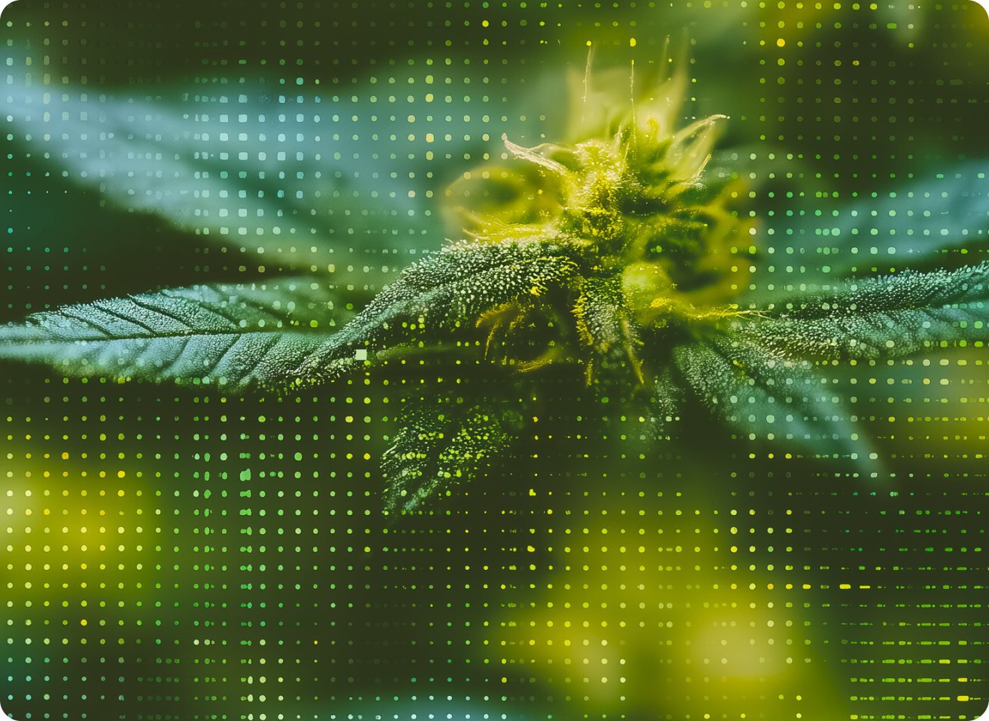Cannabis plant rendered through a fine data matrix of green and yellow points