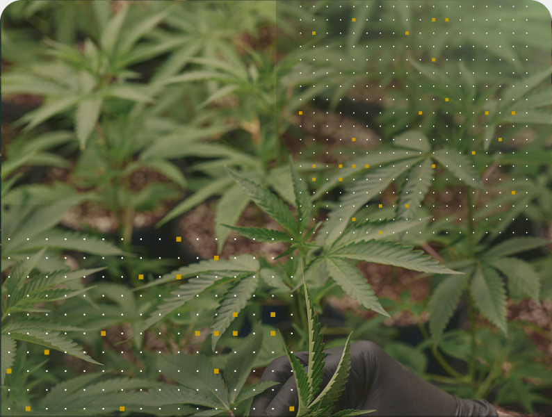 Cannabis canopy with data grid overlay representing real-time feed pH monitoring