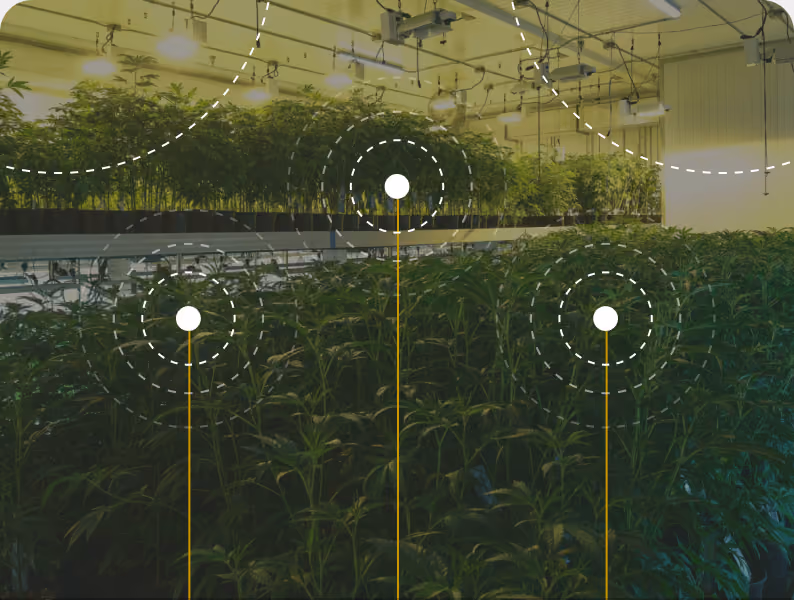 Commercial grow room with runoff measurement points marked across the canopy
