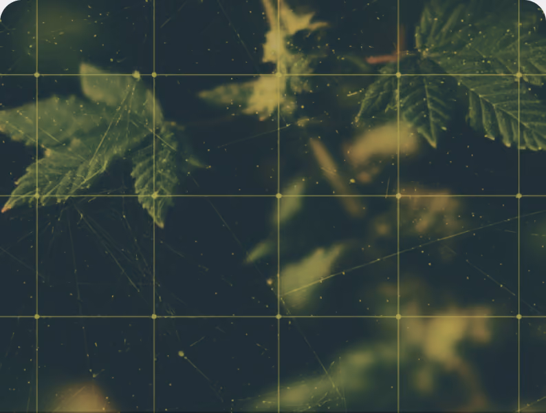 Close up cannabis foliage overlaid with a measurement grid for chemical drift tracking