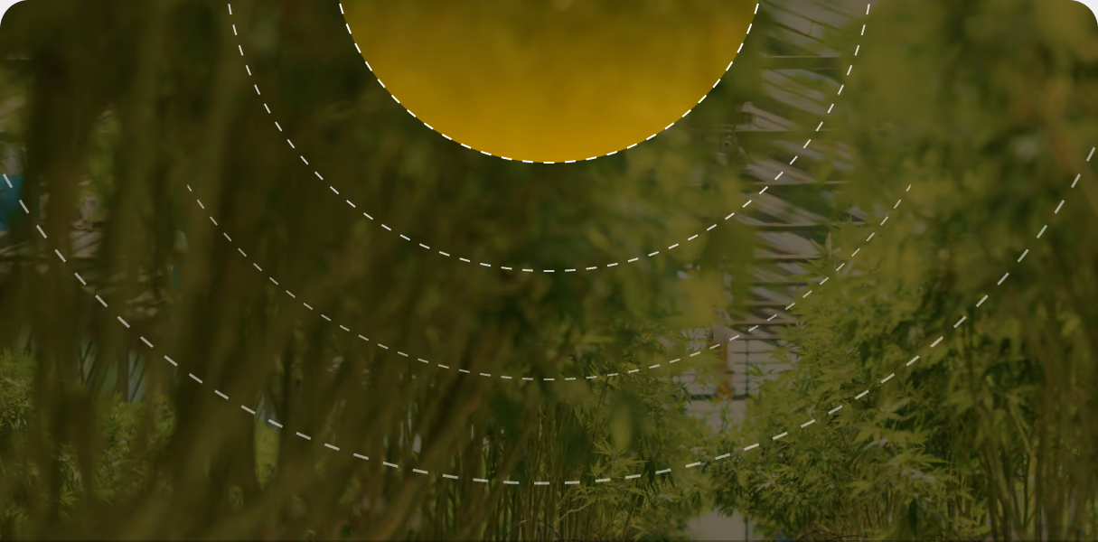 Cannabis plants with relative humidity tracking overlay