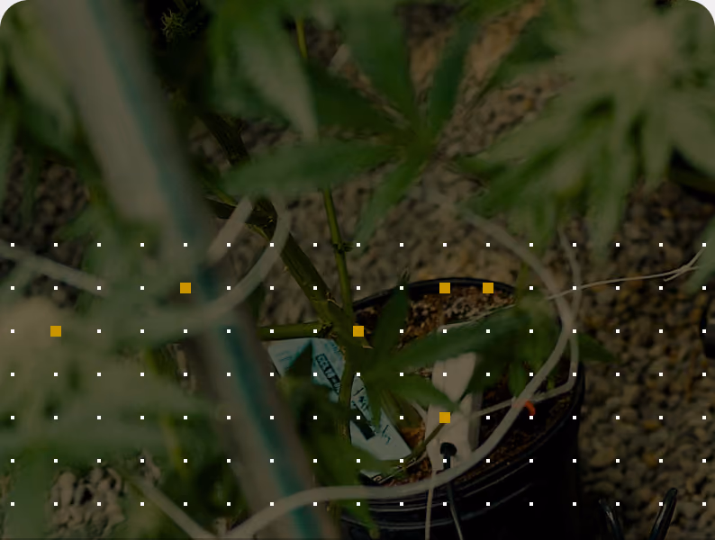 Cannabis plant under a dot grid overlay