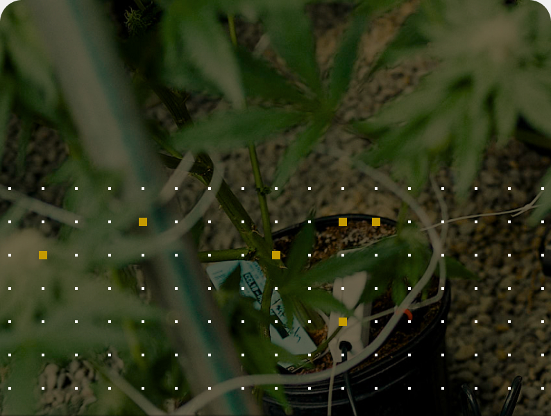 Cannabis plant under a dot grid overlay