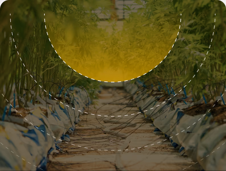 Row of cannabis plants in a greenhouse with dashed arc overlay