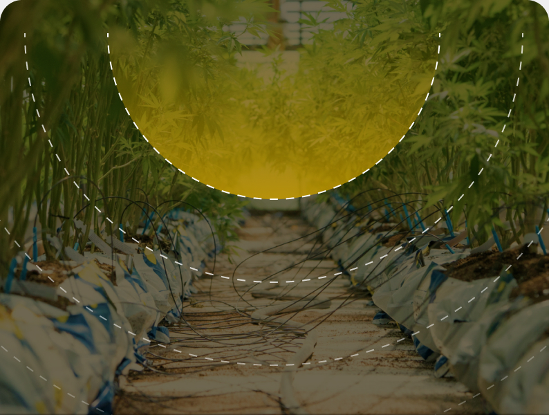 Row of cannabis plants in a greenhouse with dashed arc overlay