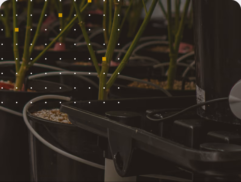 Rows of cannabis plants on irrigated tables in a commercial cultivation facility