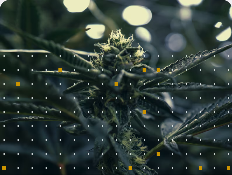 Close-up of a flowering cannabis plant with data point overlay