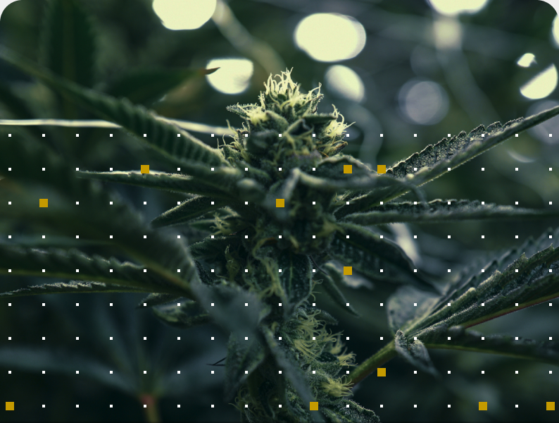 Close-up of a flowering cannabis plant with data point overlay