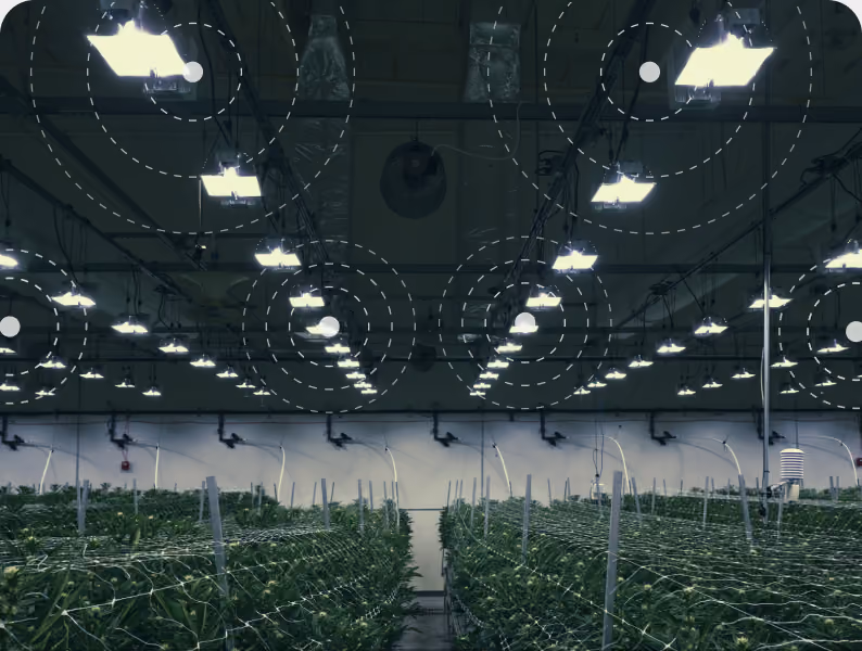 Grow room lighting grid above a mature cannabis canopy