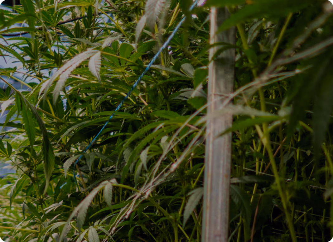 AROYA greenhouse cultivation canopy with irrigation data arc overlays