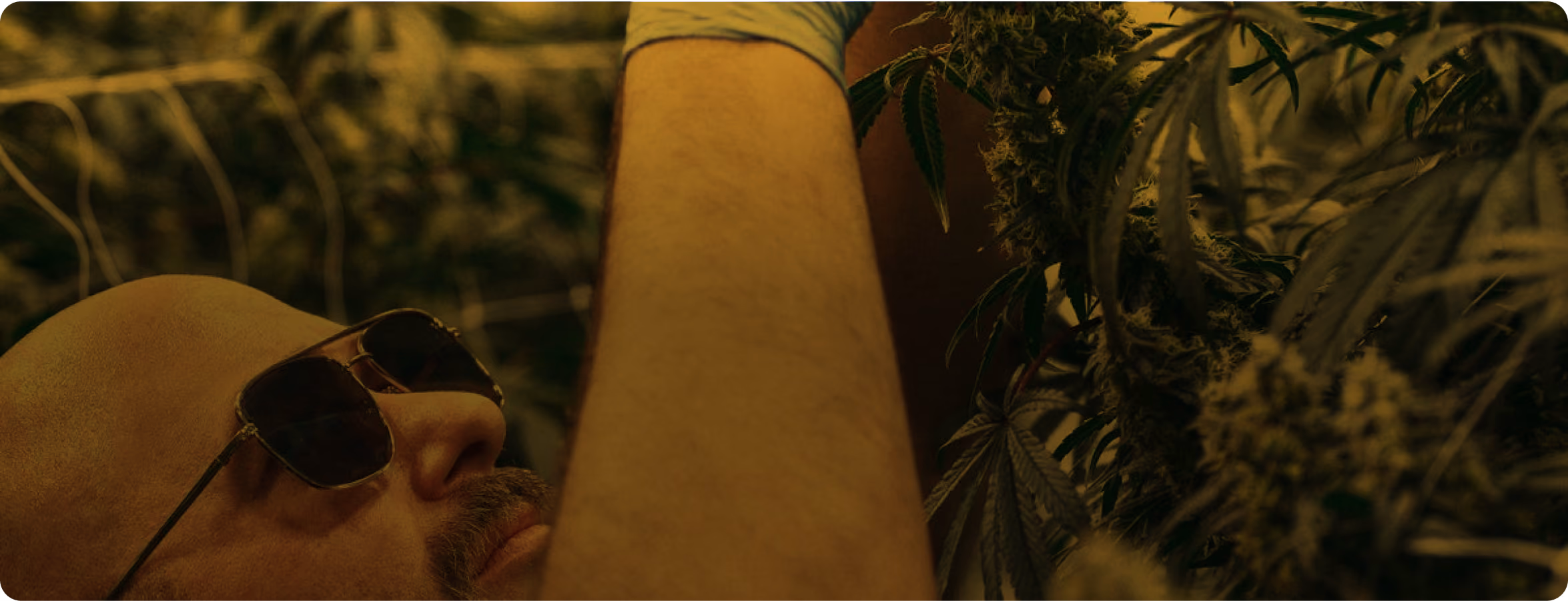Cultivator inspecting plants in a commercial grow room