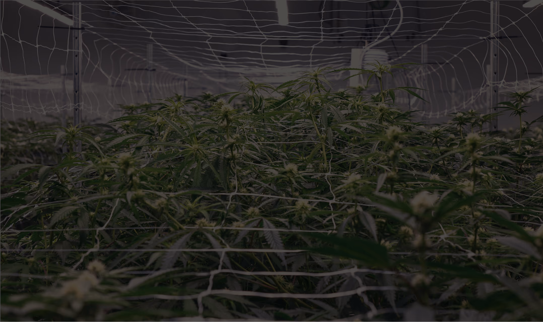 Cultivator working among mature cannabis plants in an indoor grow room