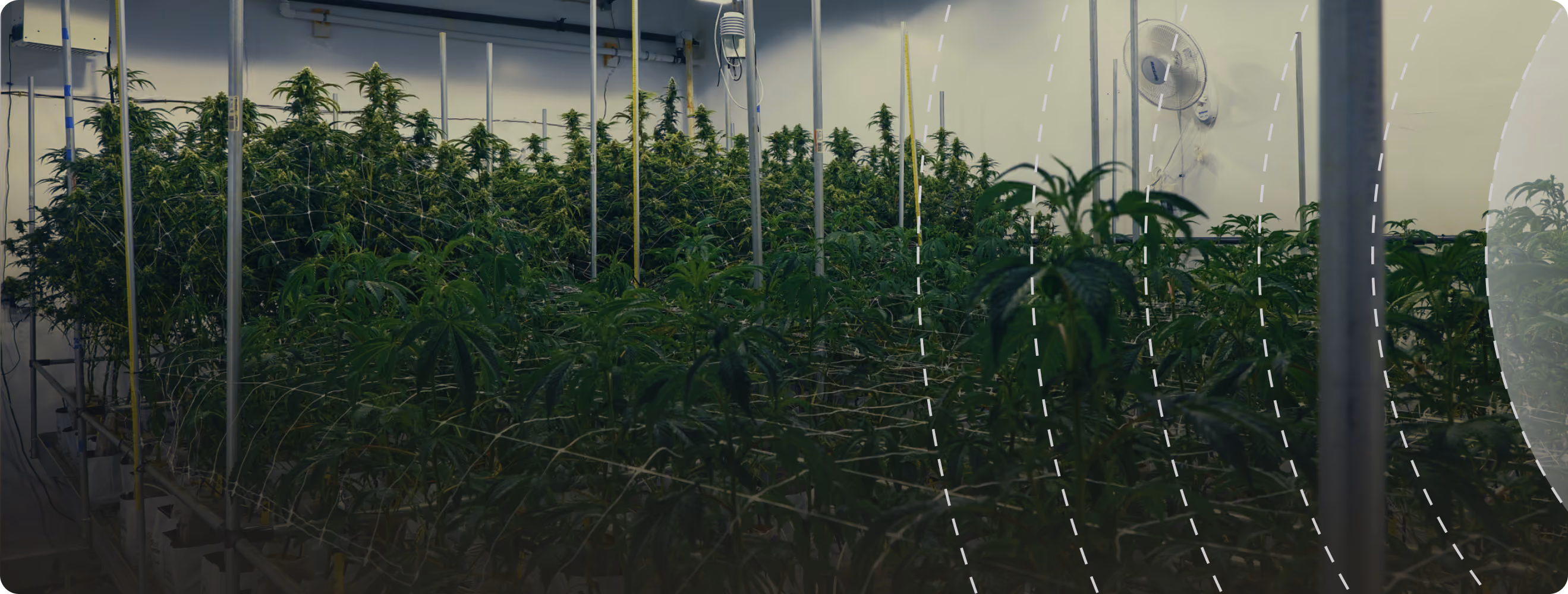 Commercial cannabis grow room canopy under cultivation lighting