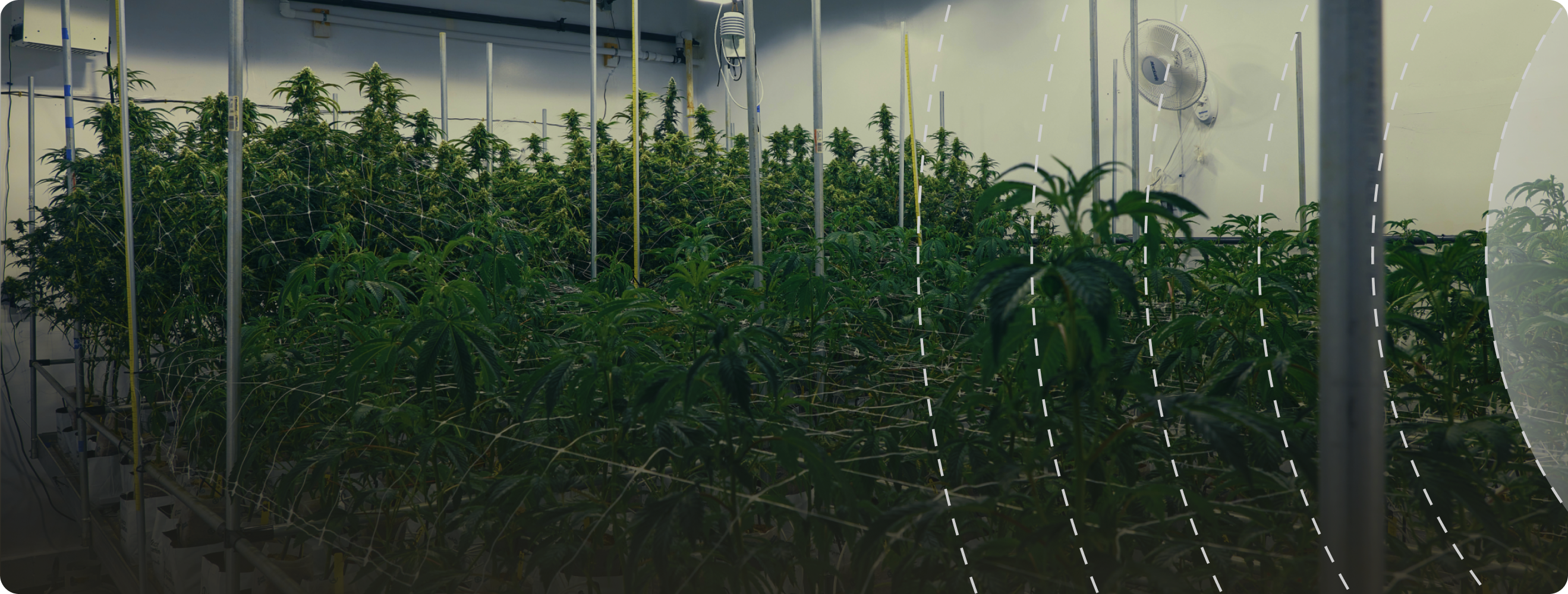 Commercial cannabis grow room canopy under cultivation lighting
