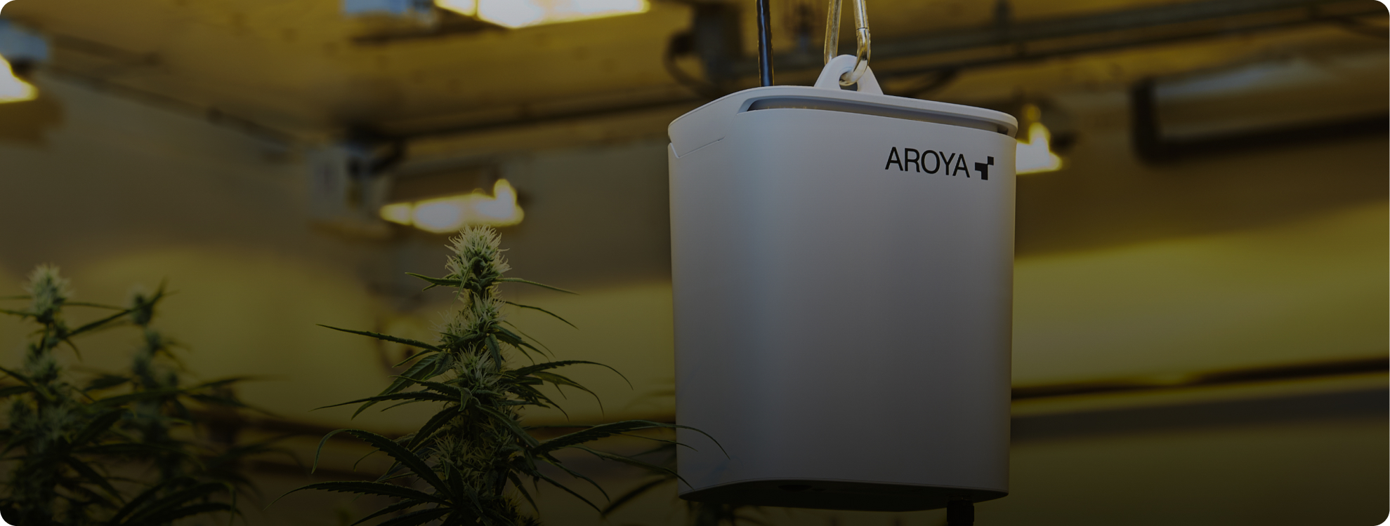 AROYA CLIMATE STATION sensor suspended above a flowering cannabis canopy in a commercial grow room