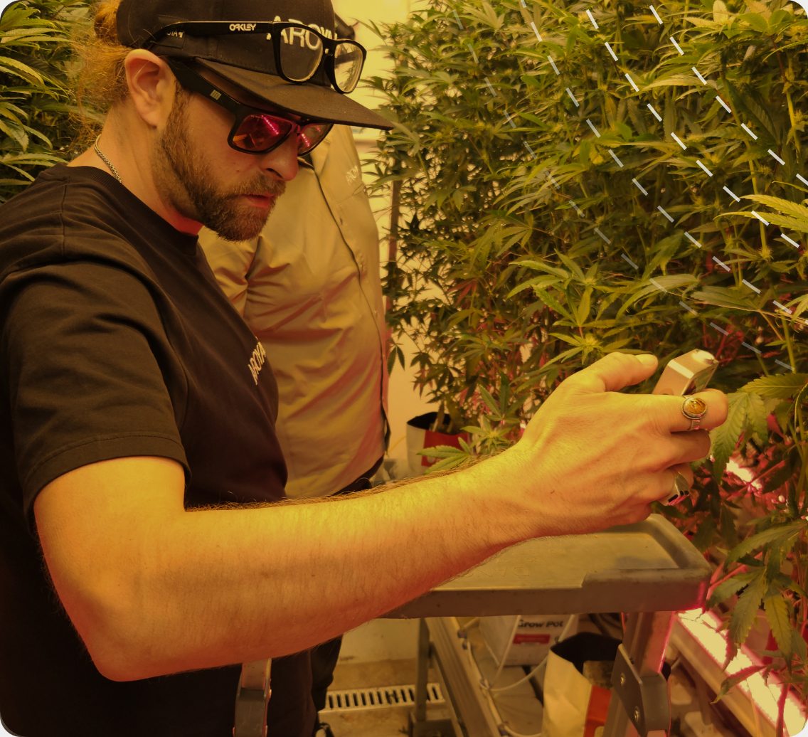 An AROYA crop consultant reviewing irrigation strategy on screen with a cultivation team member