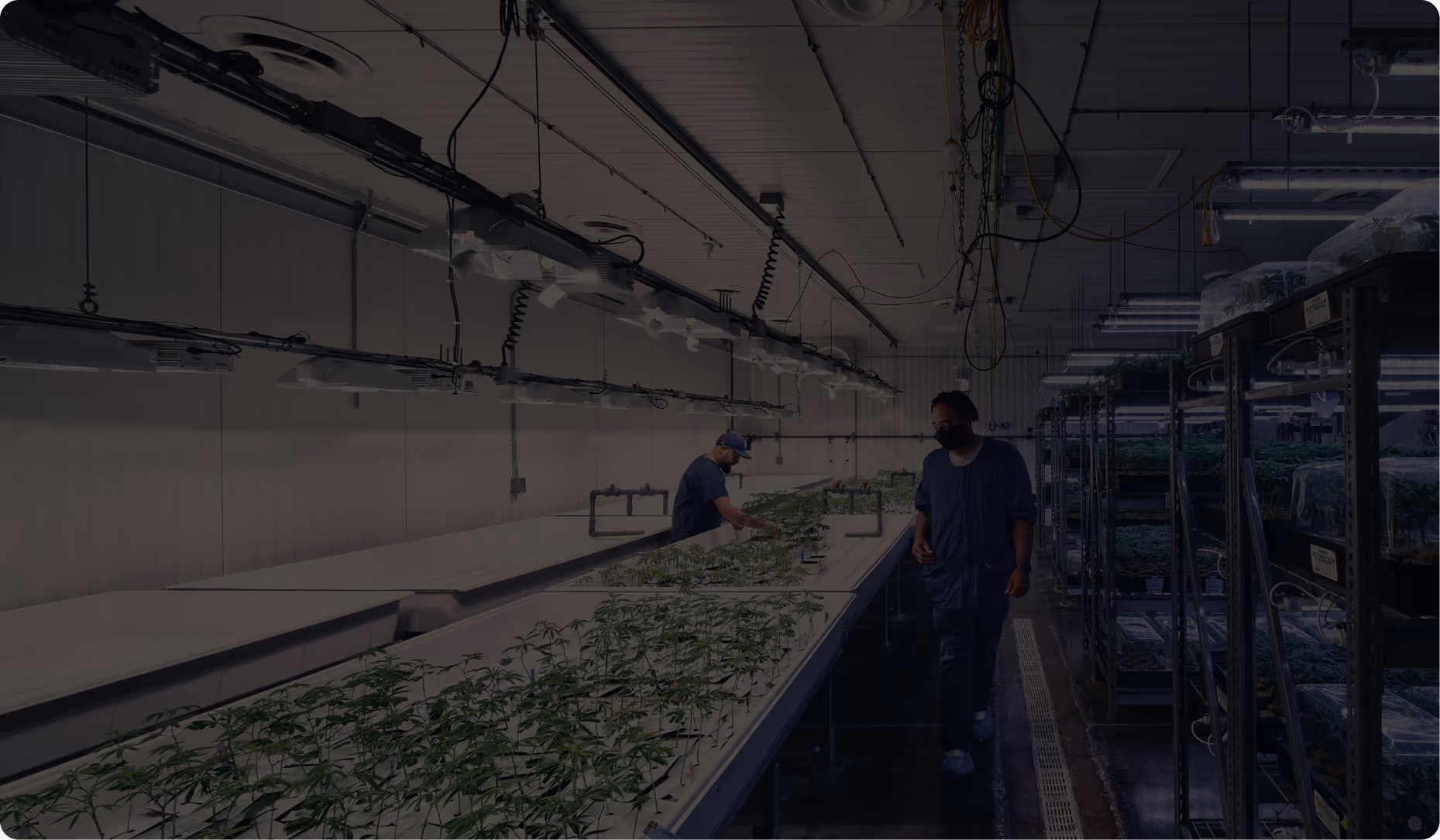 Post-harvest team weighing cannabis in a commercial facility