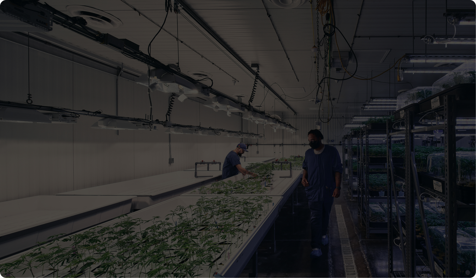 Post-harvest team weighing cannabis in a commercial facility