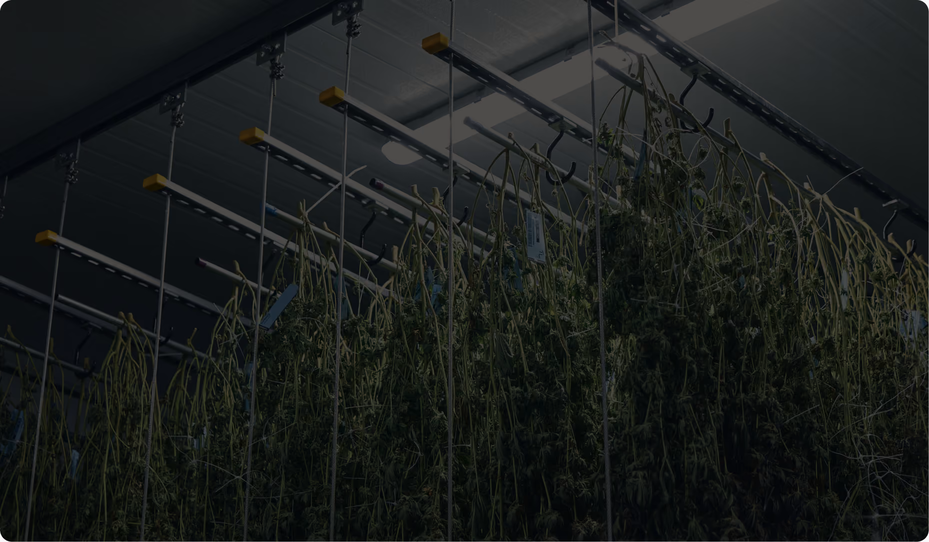 Cannabis hanging on racks in a commercial dry room
