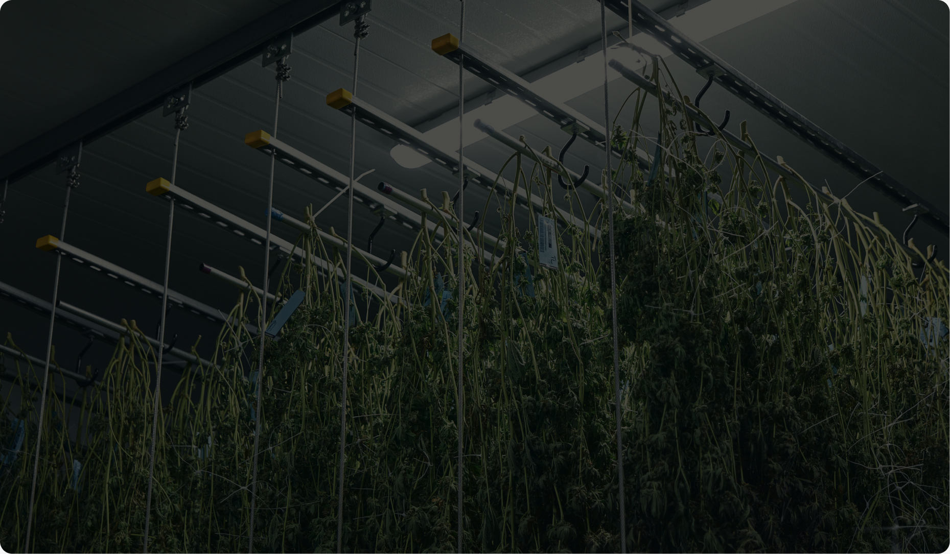 Cannabis hanging on racks in a commercial dry room