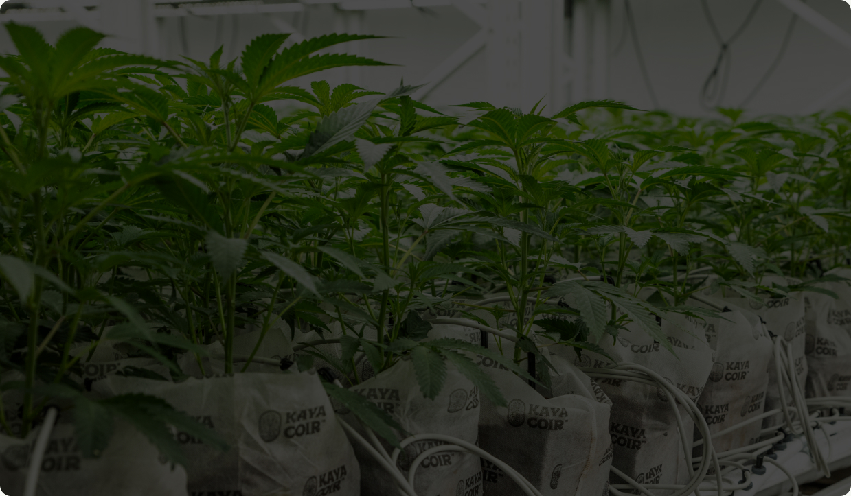Commercial cannabis canopy under cultivation lighting
