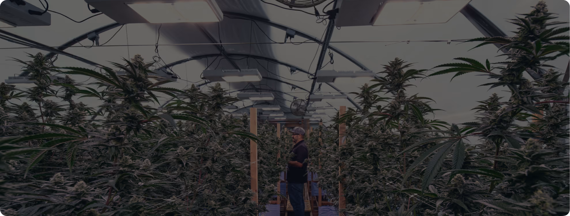 AROYA CLIMATE STATION sensor suspended above a flowering cannabis canopy in a commercial grow room