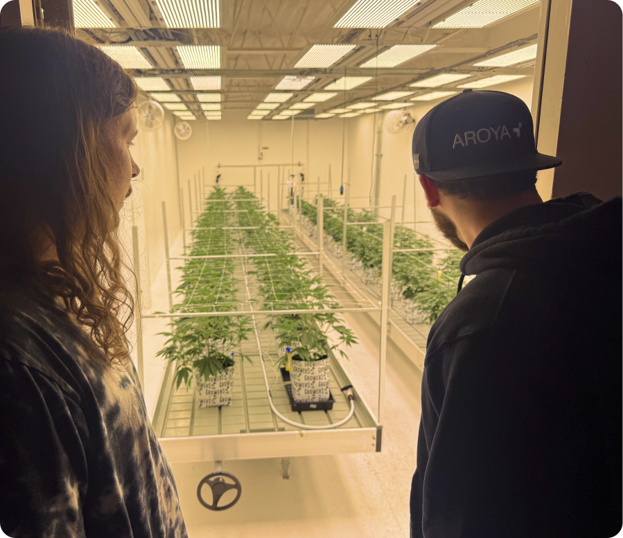 Two AROYA team members looking down a row of flowering cannabis plants in a commercial grow room