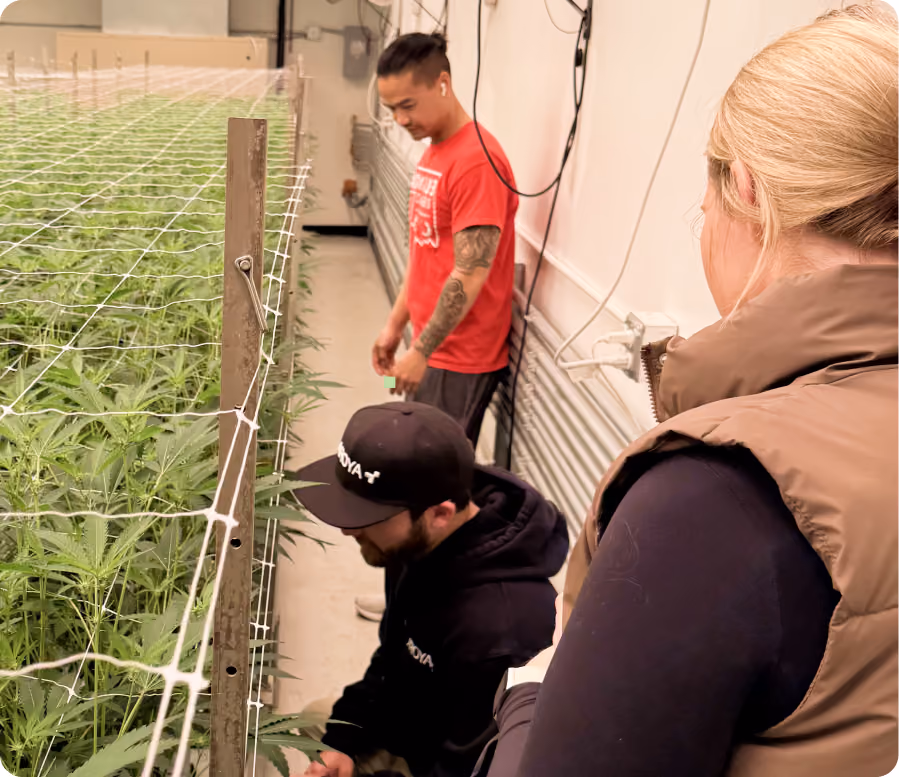 AROYA specialists working with a cultivator at a trellised cannabis canopy