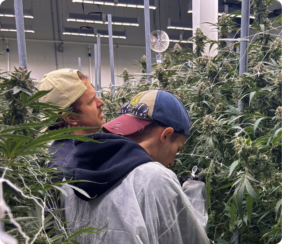 Two cultivators examining a flowering cannabis plant together in a grow room