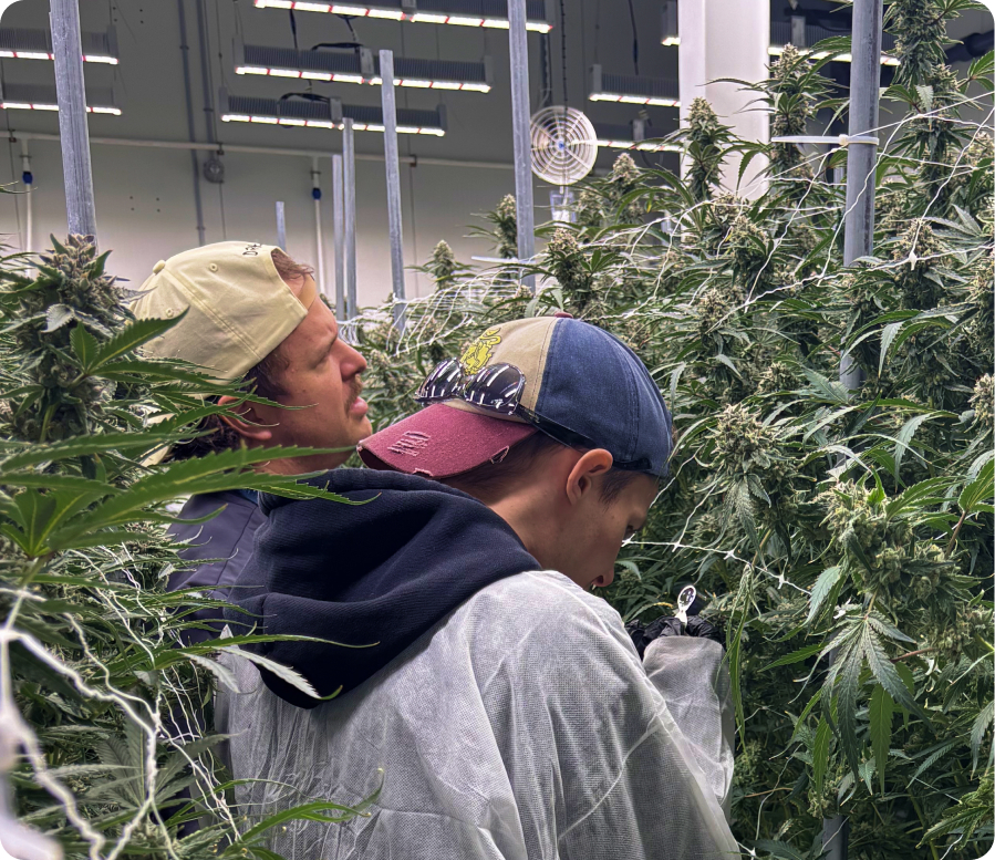 Two cultivators examining a flowering cannabis plant together in a grow room