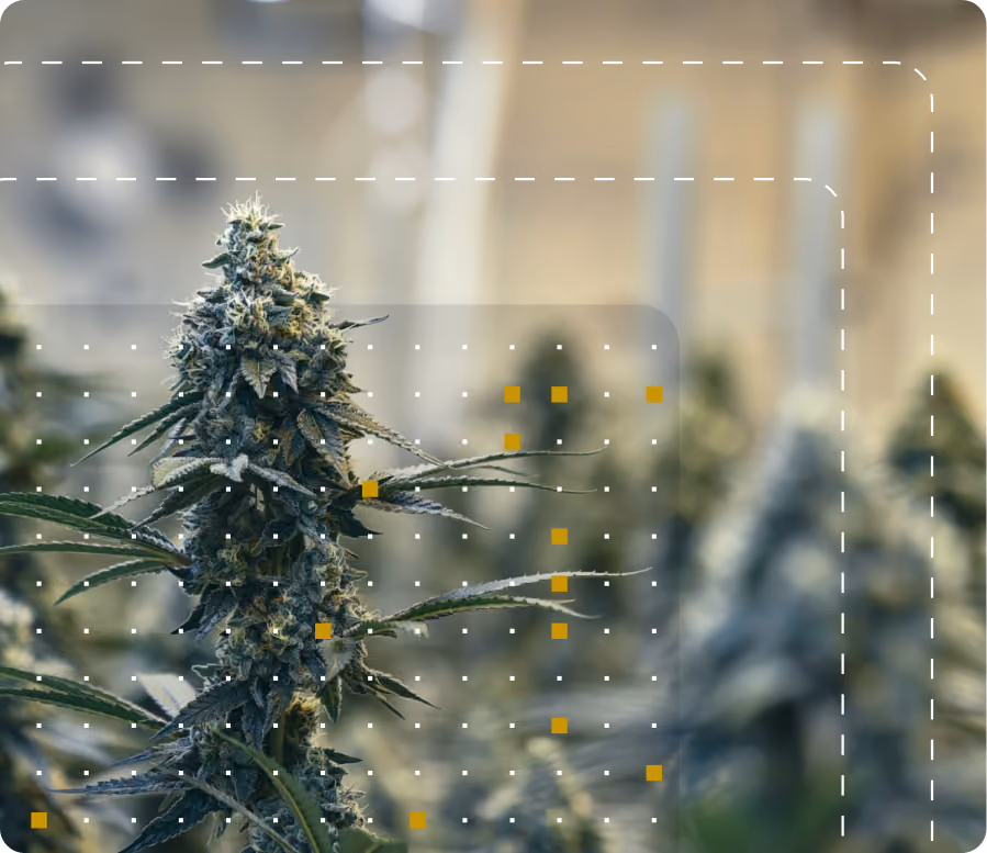 AROYA sensor node in a cannabis grow room overlaid with a data point grid